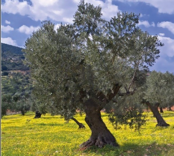 Oliveraie de Jouida Bio Farm au printemps, arbres centenaires en fleurs