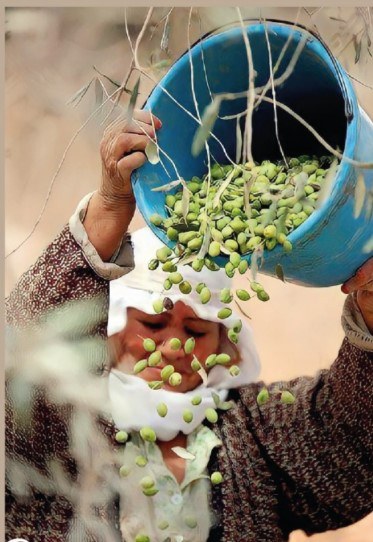 Récolte manuelle des olives, savoir-faire familial transmis